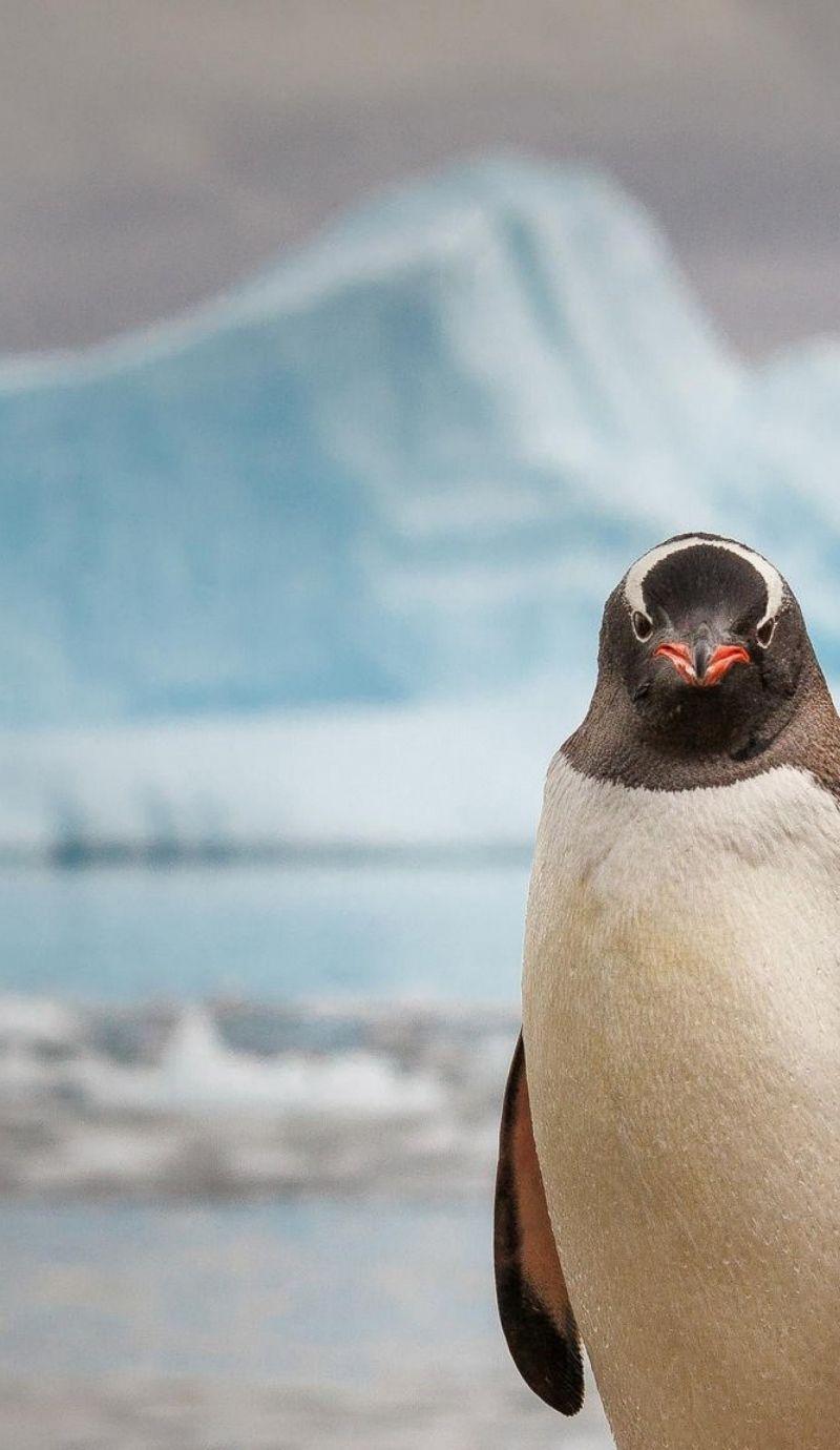 800x1380 Download penguin, 4k Apple iPhone 6S, 6 wallpaper