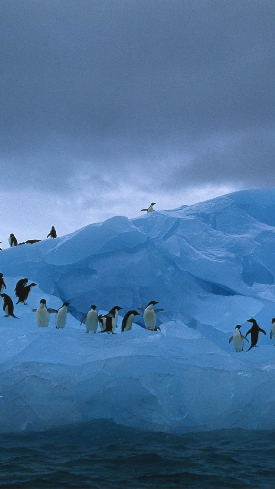 938x1668 Free download Download wallpaper 938x1668 penguins iceberg ocean