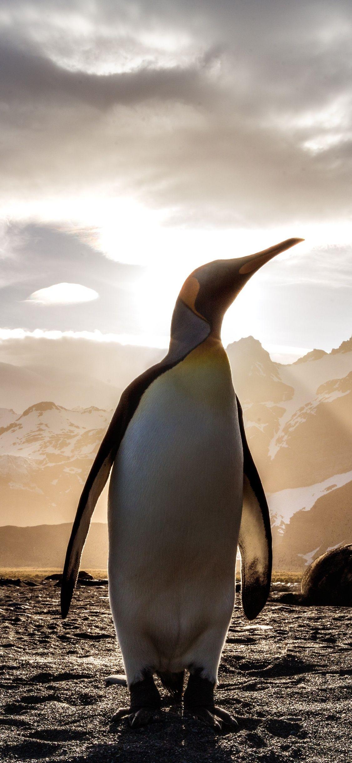 1125x2436 Penguin Looking Out 5k iPhone XS, iPhone iPhone X HD