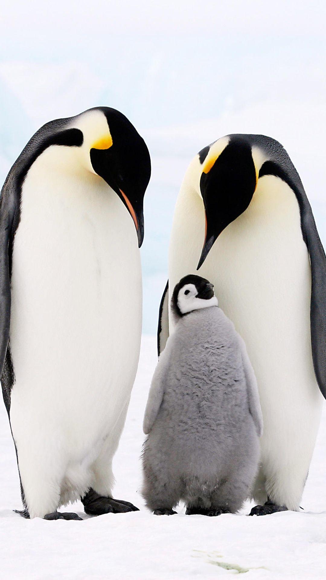 1080x1920 Penguin Emperor iPhone Wallpaper HD
