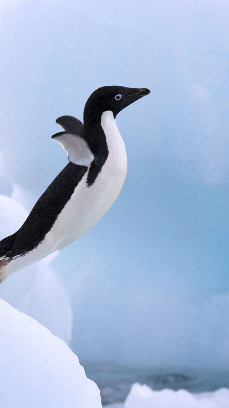 750x1334 High Definition Penguin Wallpaper Widescreen Background