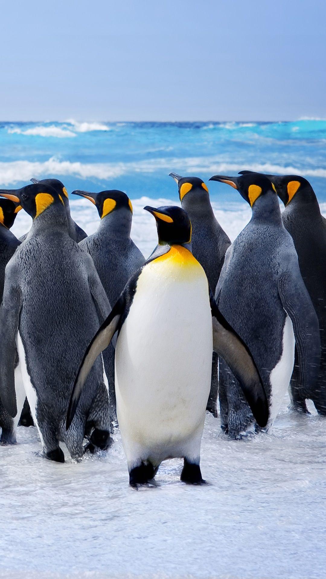 1080x1920 Penguins, birds, snow iPhone X 3GS wallpaper download