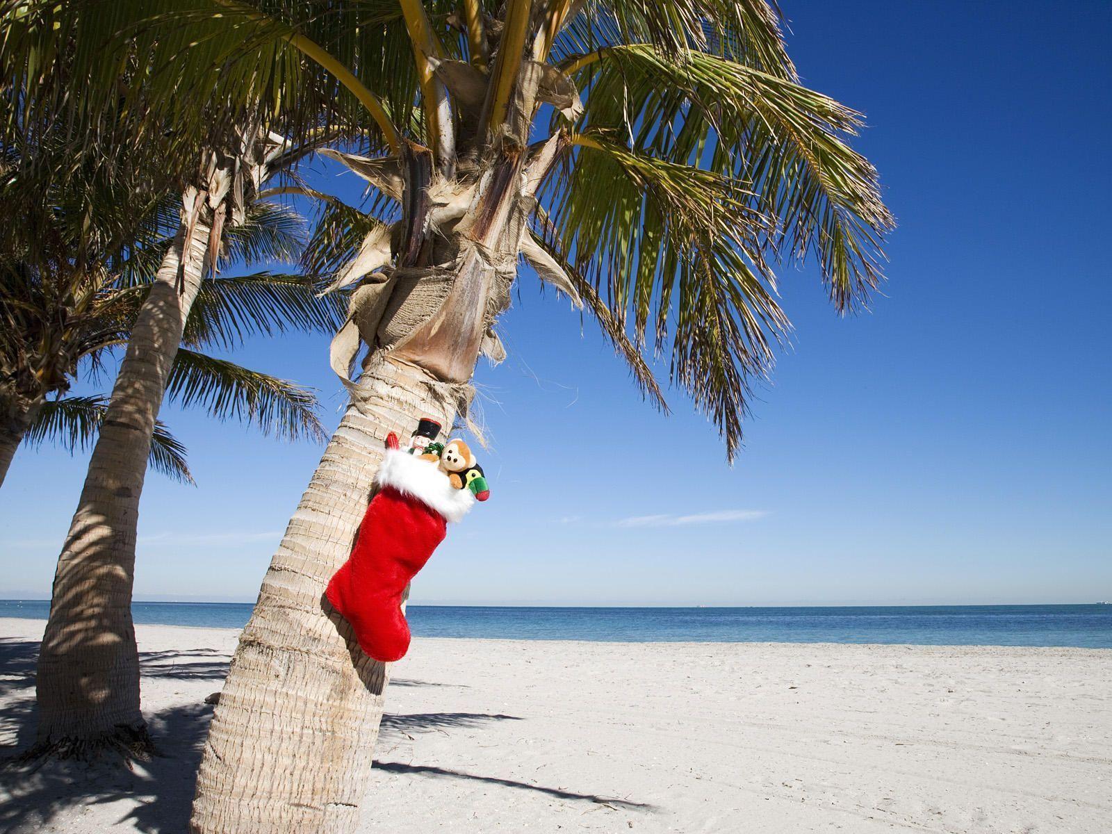 Hình nền giáng sinh nhiệt đới là lựa chọn hoàn hảo cho những người muốn tận hưởng không khí Giáng sinh ấm áp và hoà mình vào thiên nhiên đầy màu sắc. Những hình ảnh biển, cát và cây cối kết hợp với những trang trí Noel đầy màu sắc sẽ khiến bạn cảm nhận được không khí Giáng sinh đặc biệt. Hãy tải hình nền giáng sinh nhiệt đới để tận hưởng không khí Noel độc đáo này nhé!
