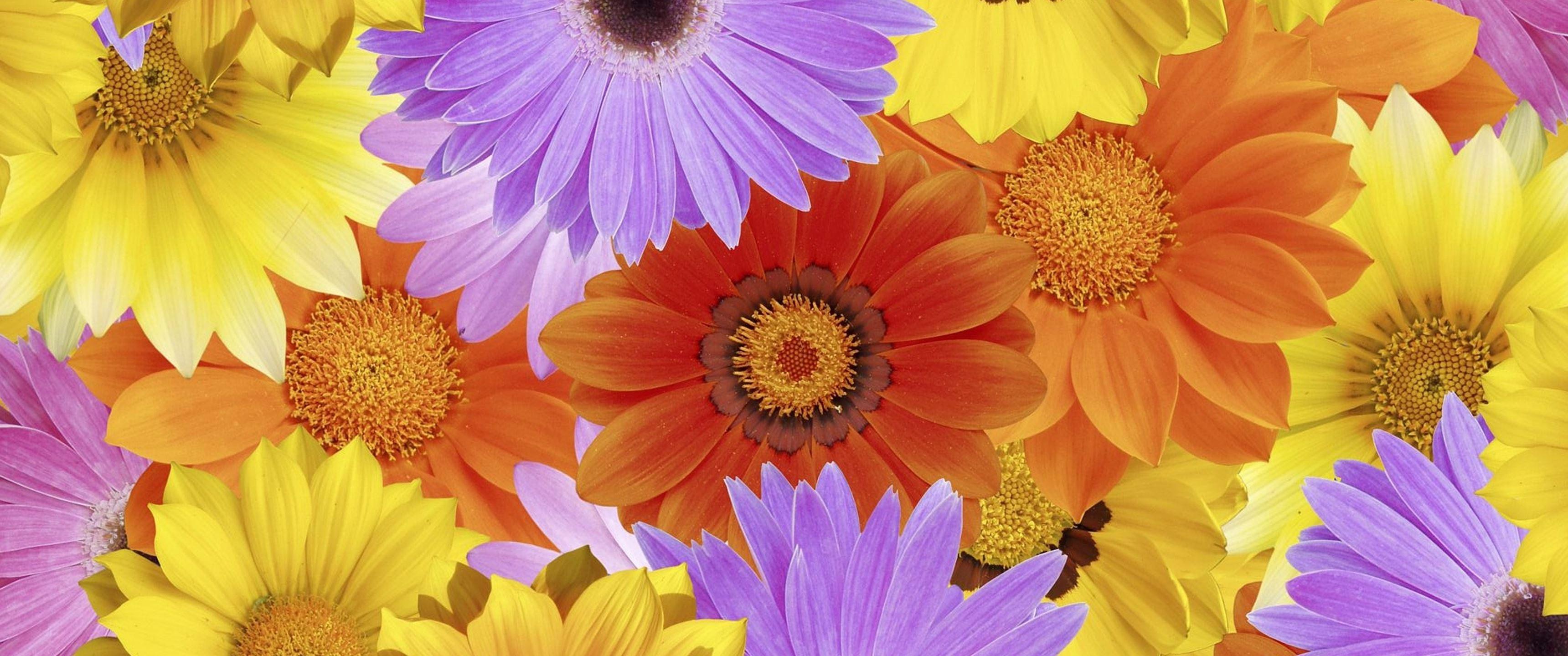 Colorful Daisies Wallpapers Top Free Colorful Daisies Backgrounds