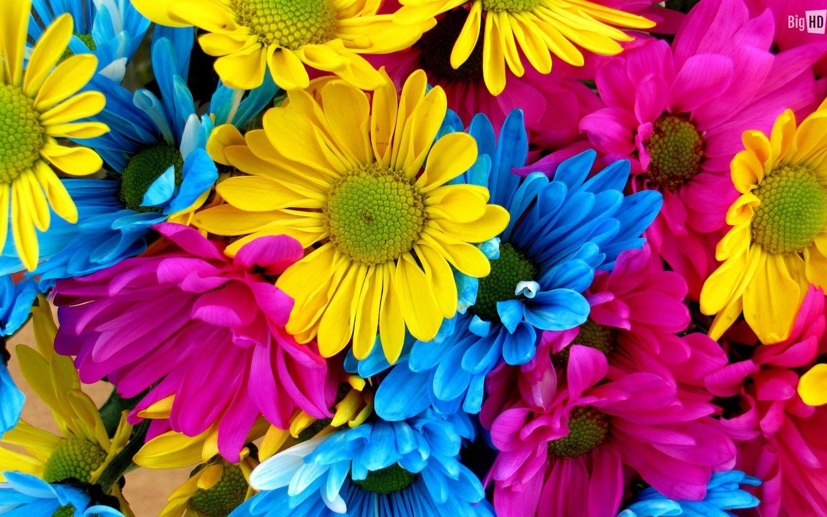 Colorful Daisies Wallpapers - Top Free Colorful Daisies Backgrounds ...