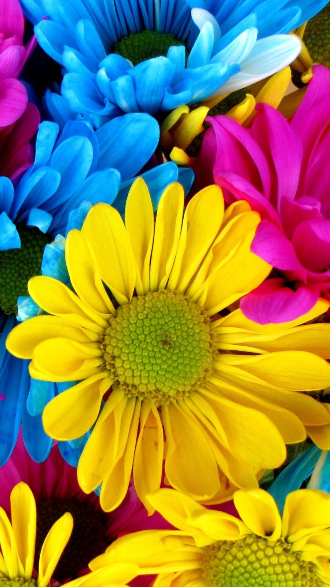 Colorful Daisies Wallpapers - Top Free Colorful Daisies Backgrounds ...
