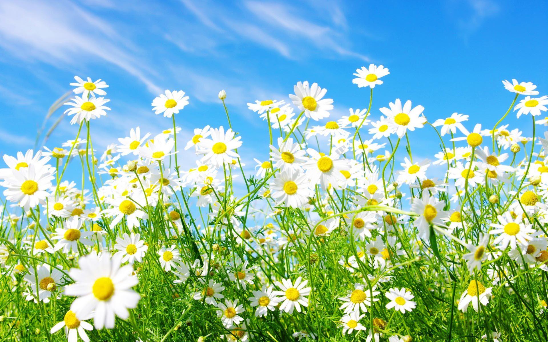 1920x1200 White Daisy Wallpaper