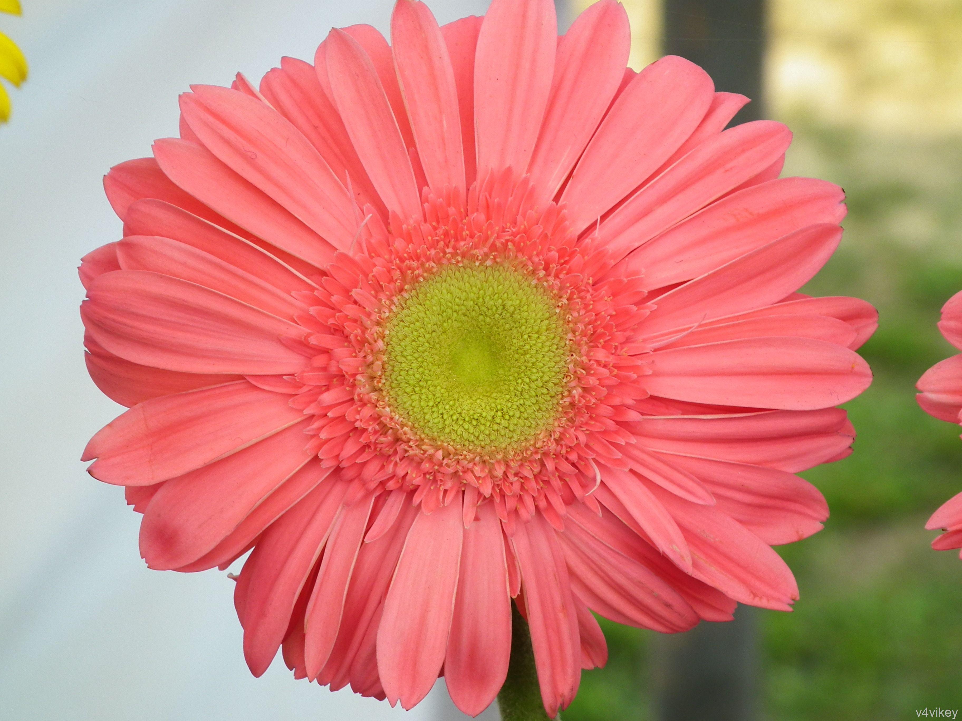3648x2736 Flower photo « Wallpaper Tadka