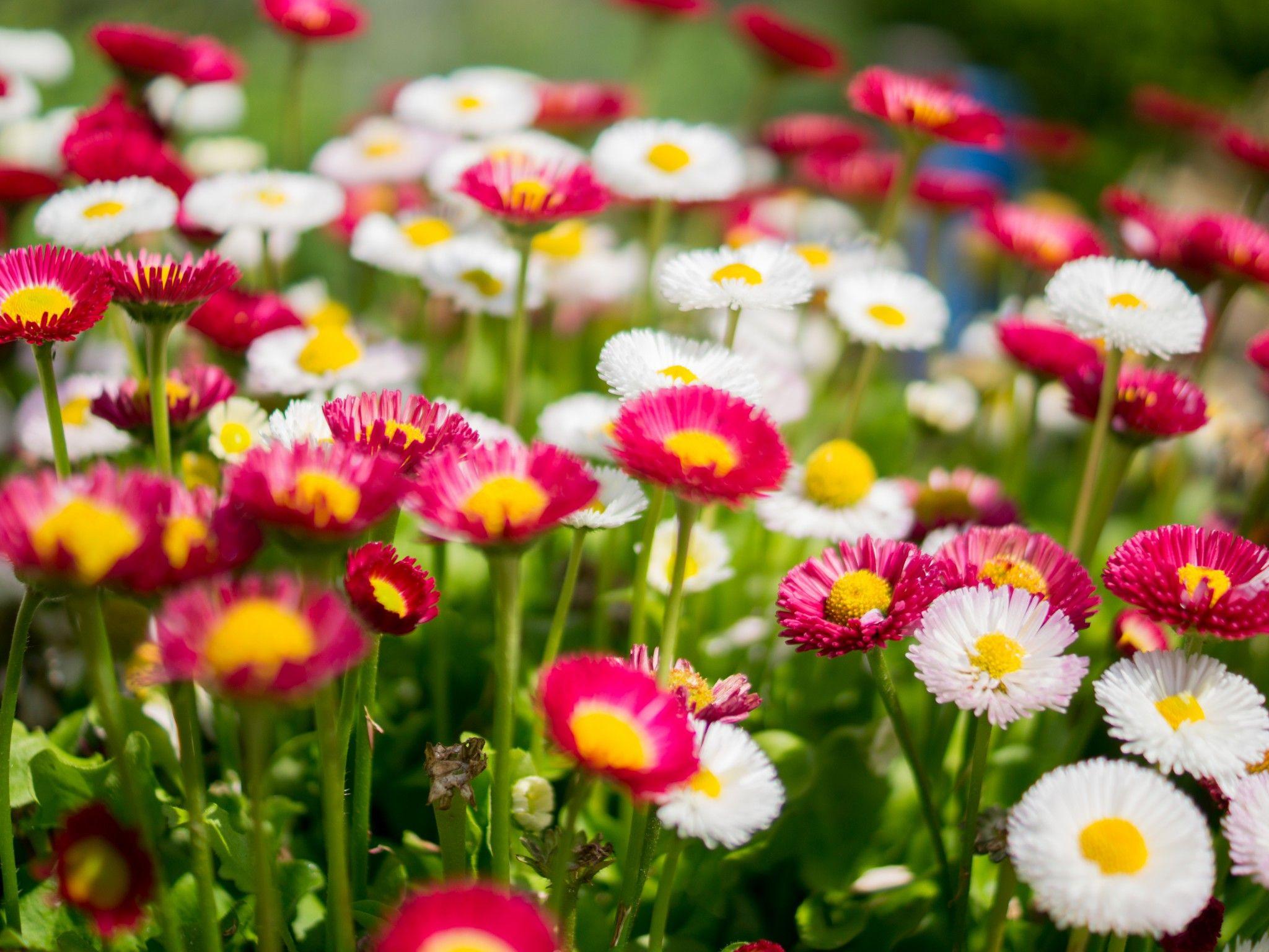 Colorful Daisies Wallpapers Top Free Colorful Daisies Backgrounds