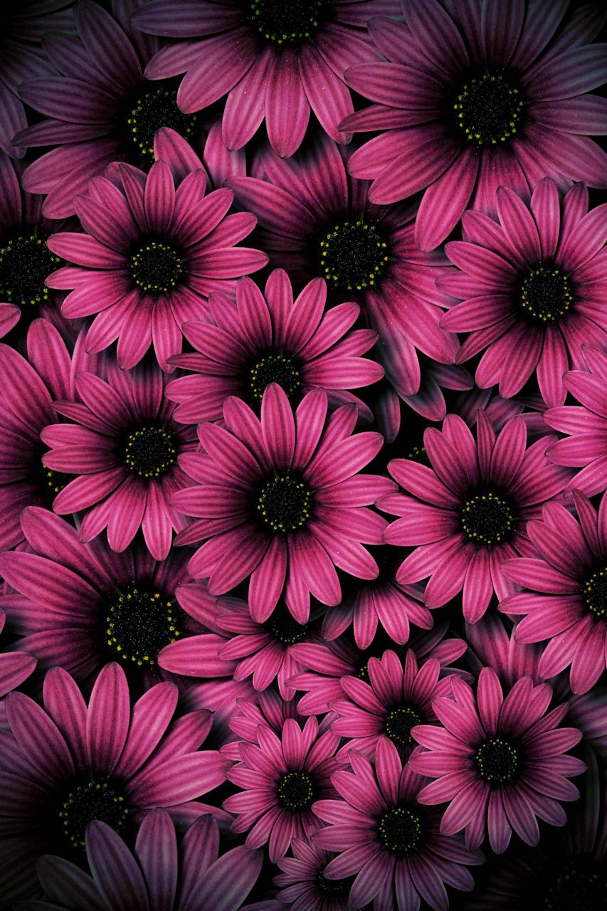 Colorful Daisies Wallpapers - Top Free Colorful Daisies Backgrounds