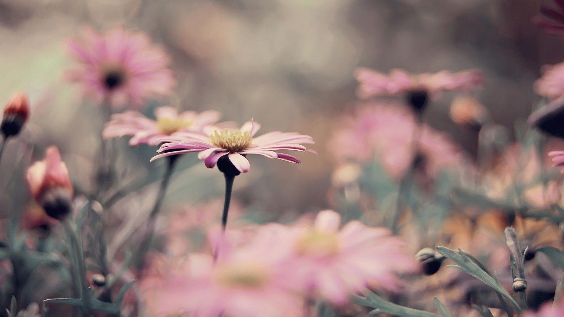 1920x1080 Vintage HD Wallpaper With Quotes. QuotesGram