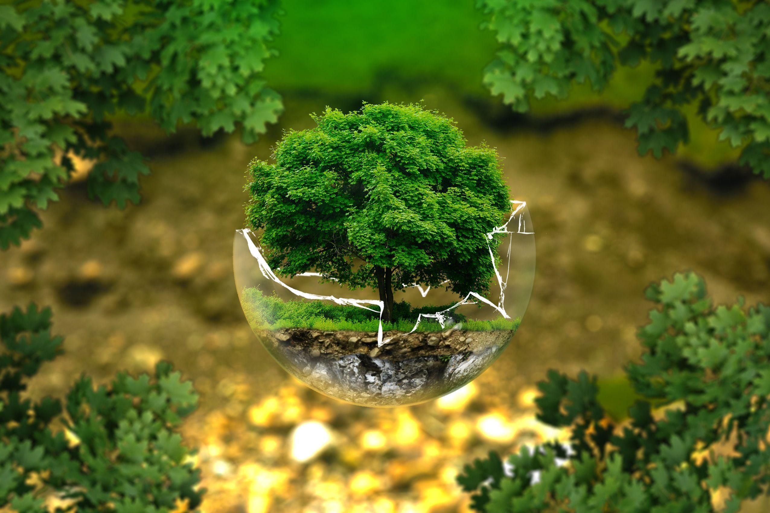 2551x1701 Atmosphere Bio Biology Bonsai Image. Free Stock Image
