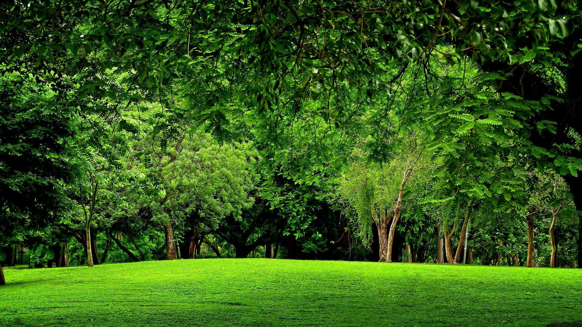 1920x1080 Free download Green Forest Background 1889 HDWPro [1920x1080]