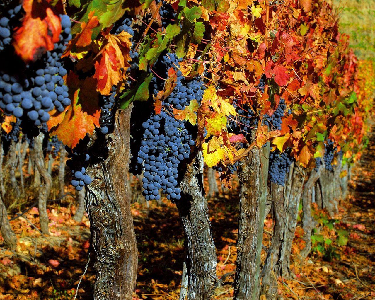 1280x1024 Download wallpaper 1280x1024 grapes, trees, crop, autumn, clusters