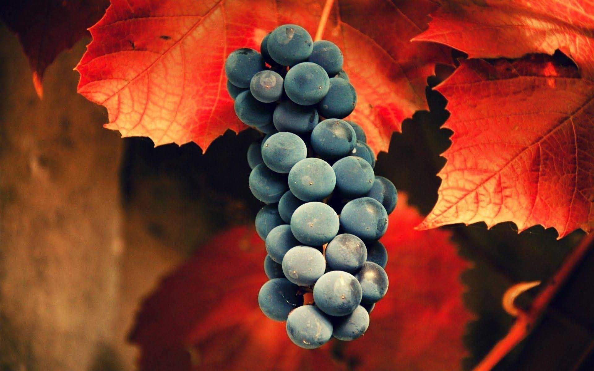 1920x1200 Autumn Wine HD Wallpaper Free Download. New HD Wallpaper