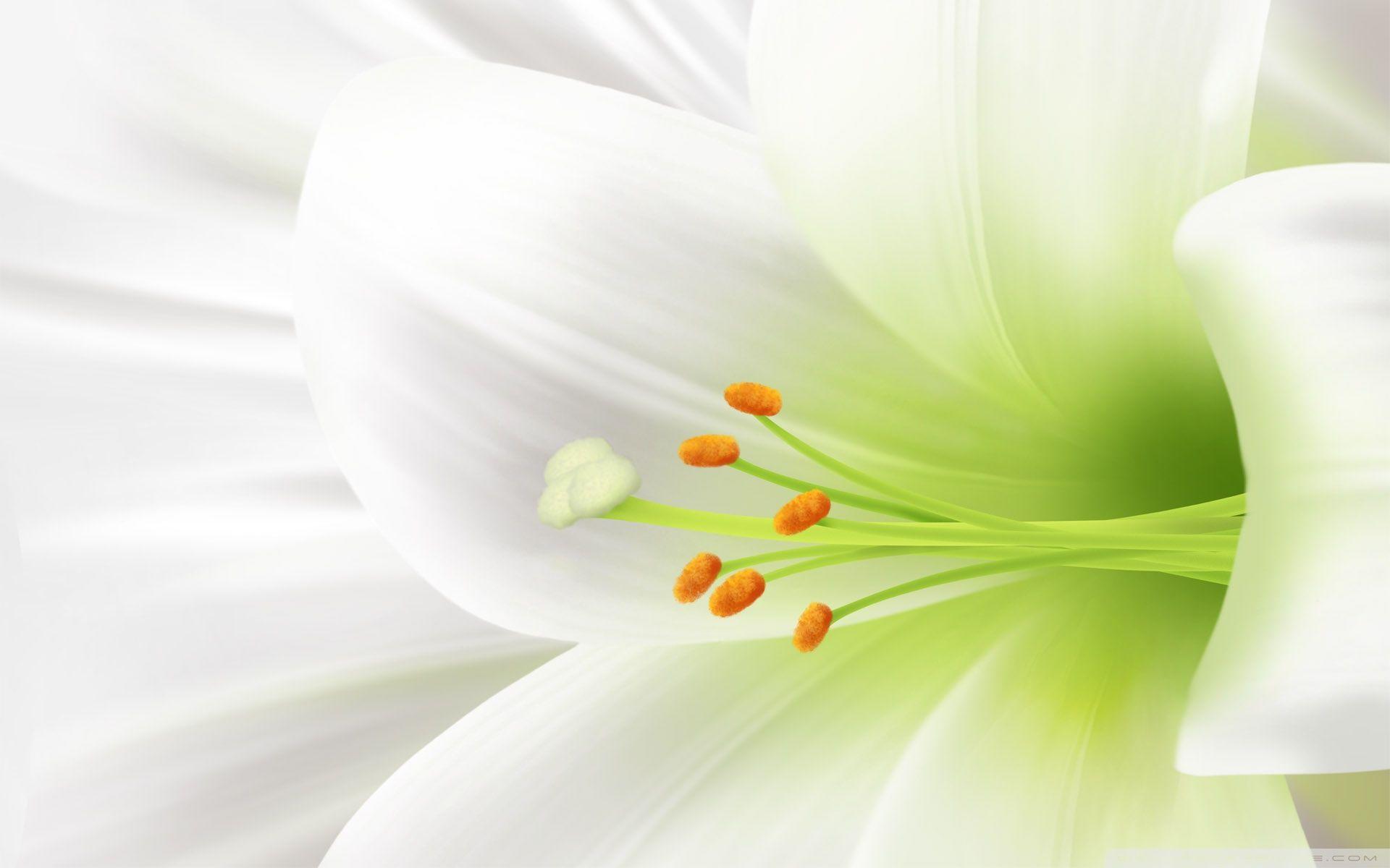 1920x1200 White Lily, Easter Flower Ultra HD Desktop Background Wallpaper for 4K UHD TV : Widescreen & UltraWide Desktop & Laptop : Tablet