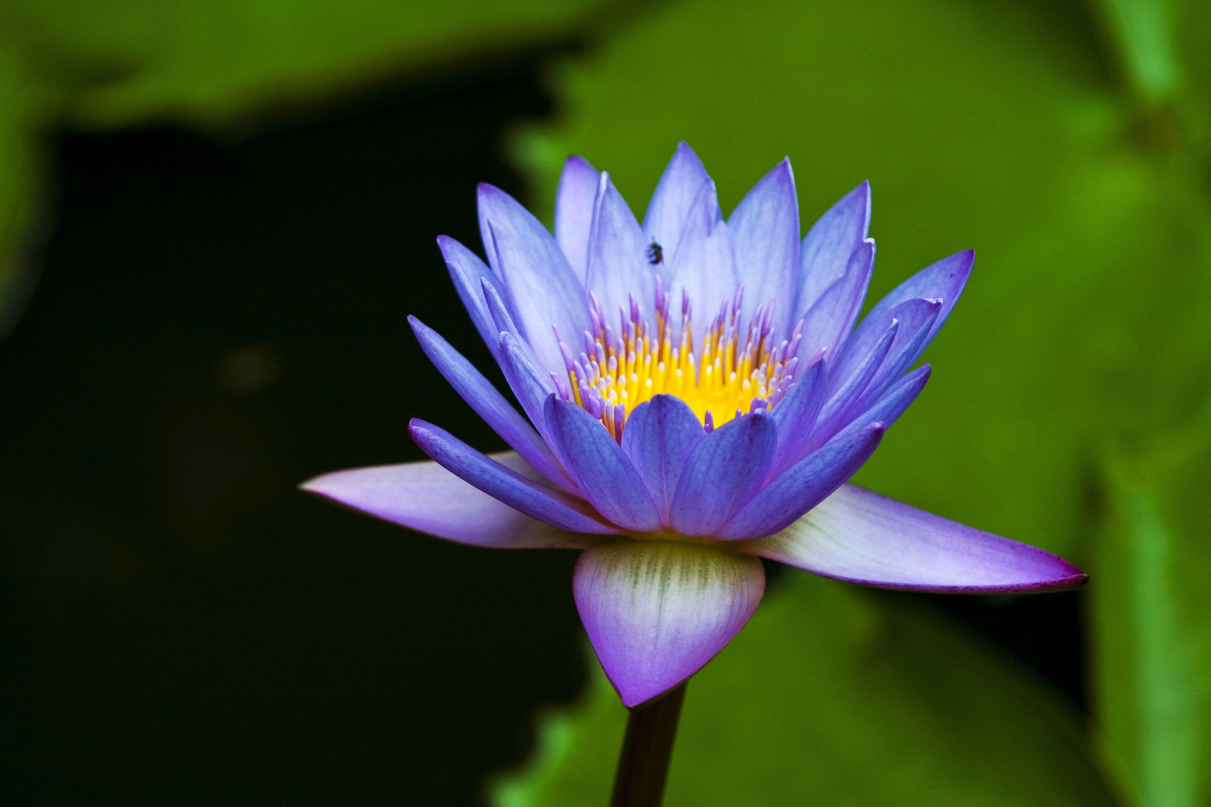 Blue Lily Wallpapers - Top Free Blue Lily Backgrounds - WallpaperAccess