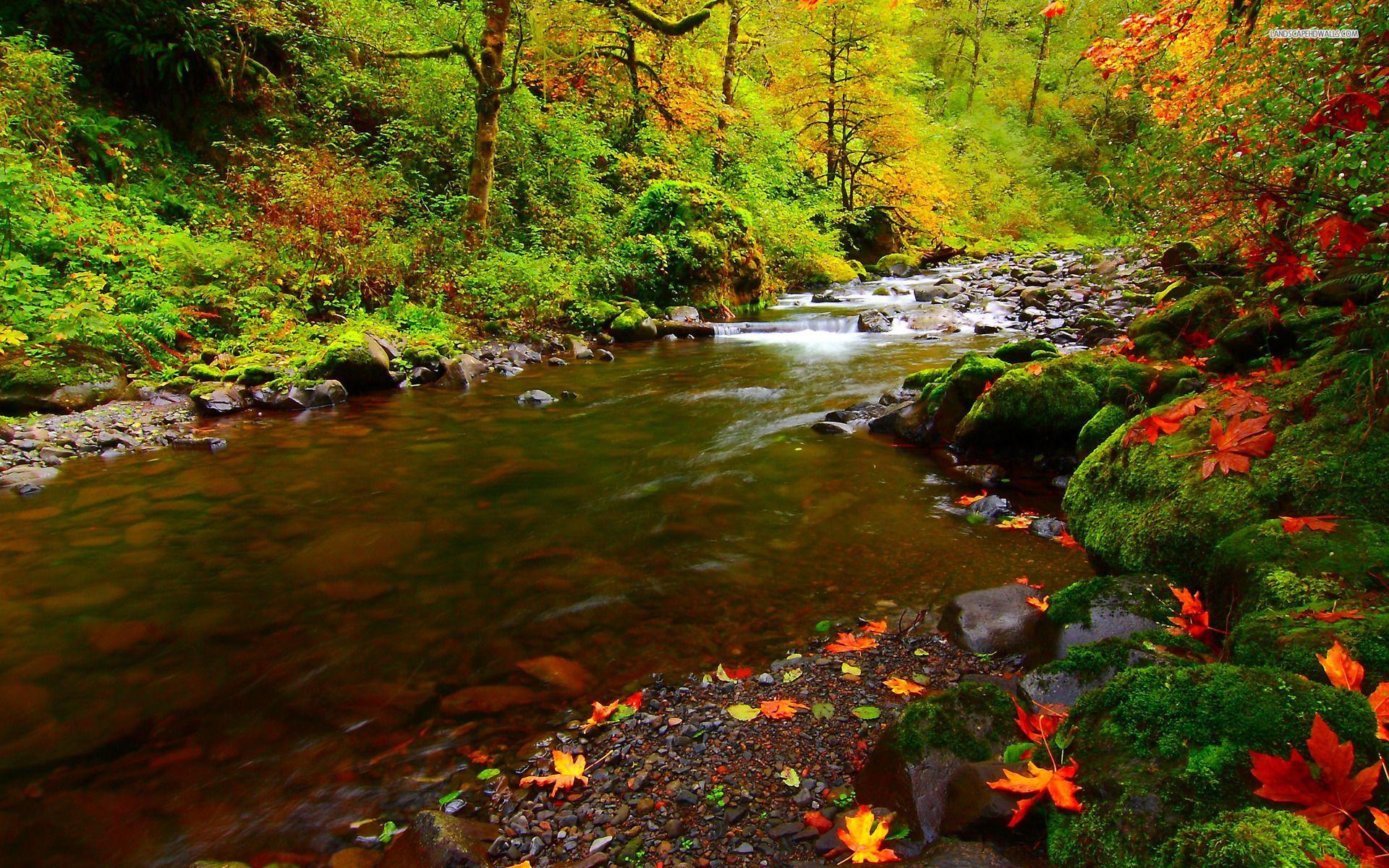 1920x1200 Free download Forest Stream Mossy Rocks wallpaper Forest Stream