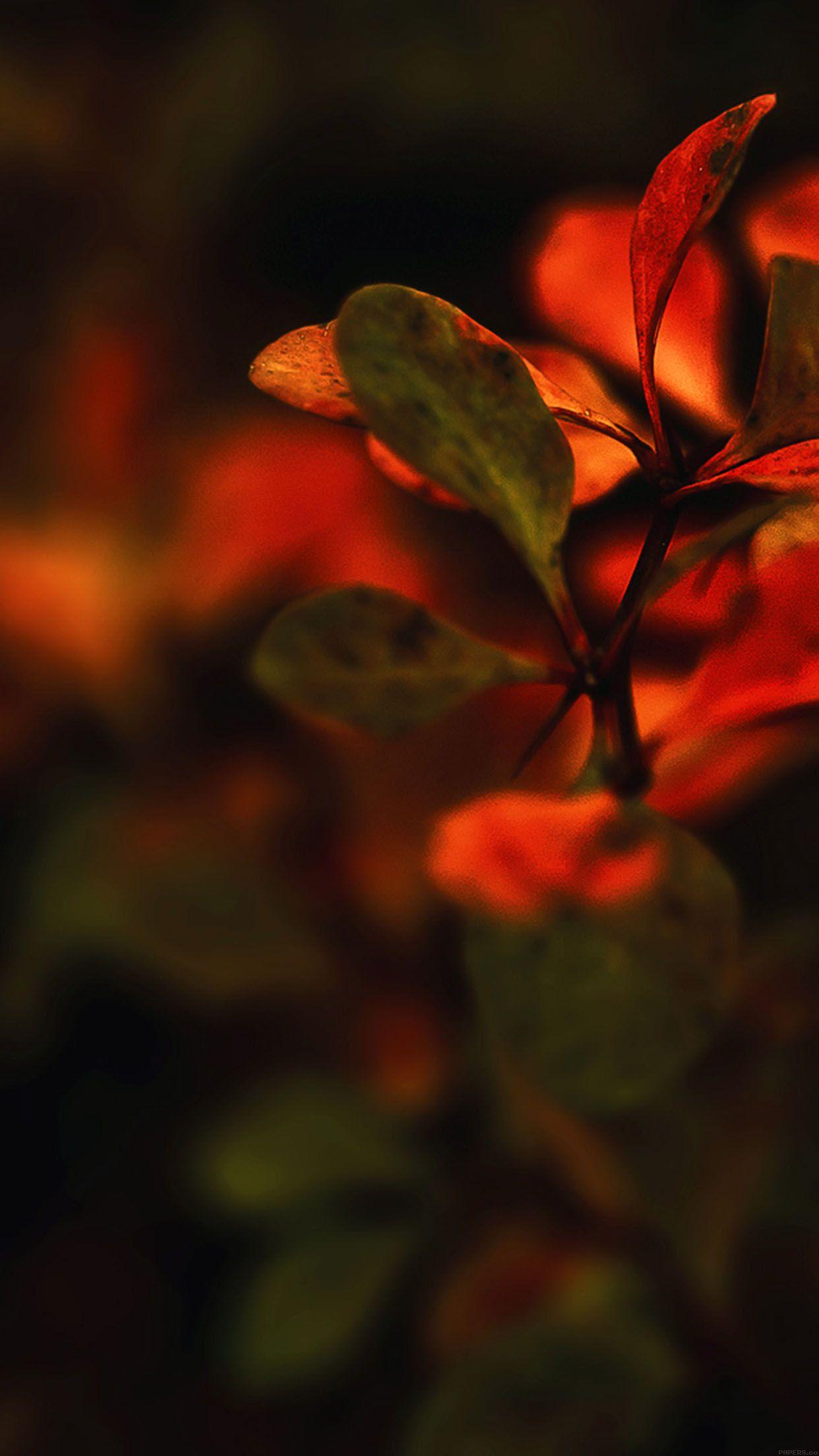 1242x2208 Wallpaper Red Flowers Nature