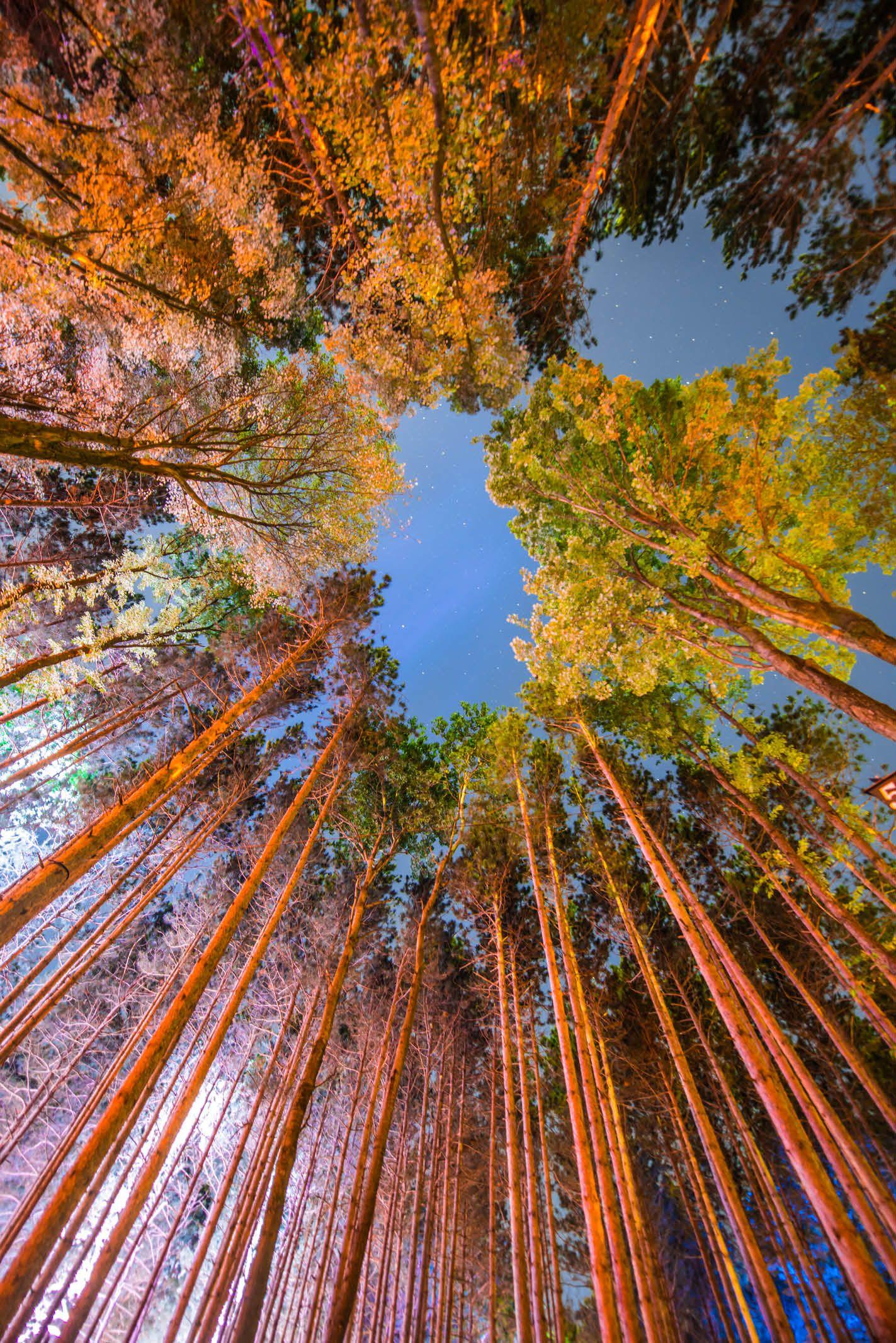 1423x2133 Electric Forest Wallpaper