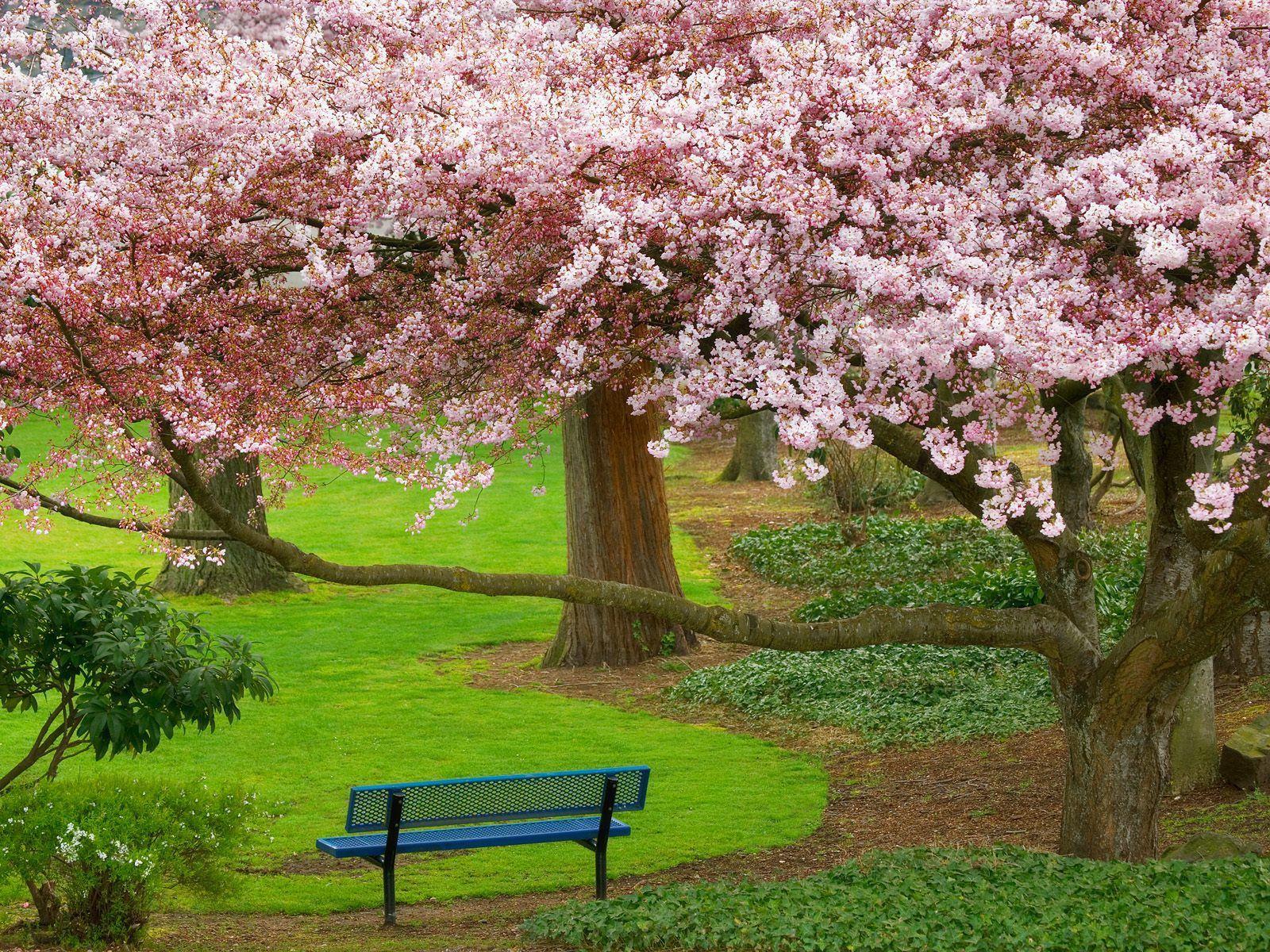 1600x1200 Cherry Tree Evergreen Park Washington Stills, Image, Photos