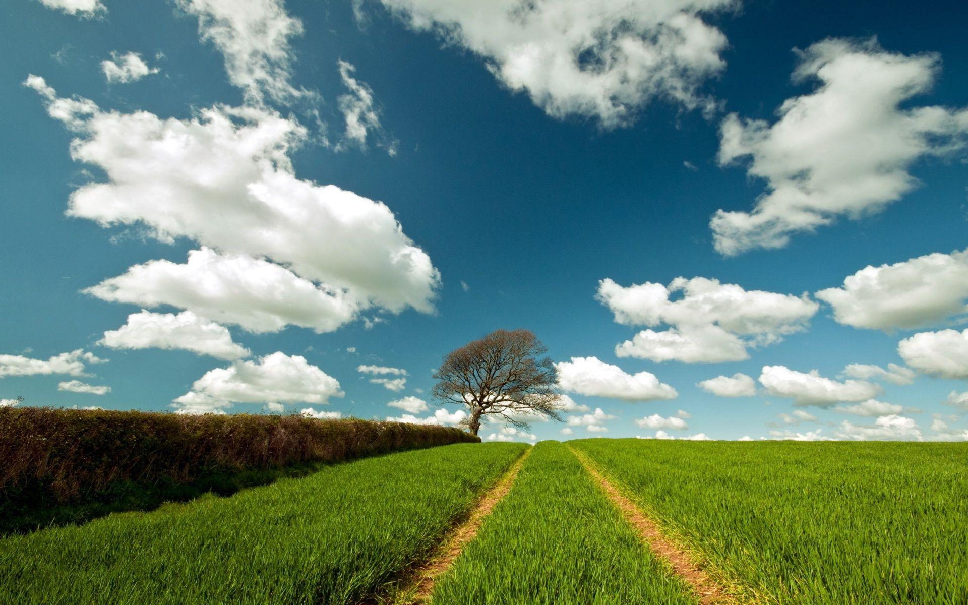 1920x1200 Evergreen Path Hedge & Tree wallpaper. Evergreen Path Hedge