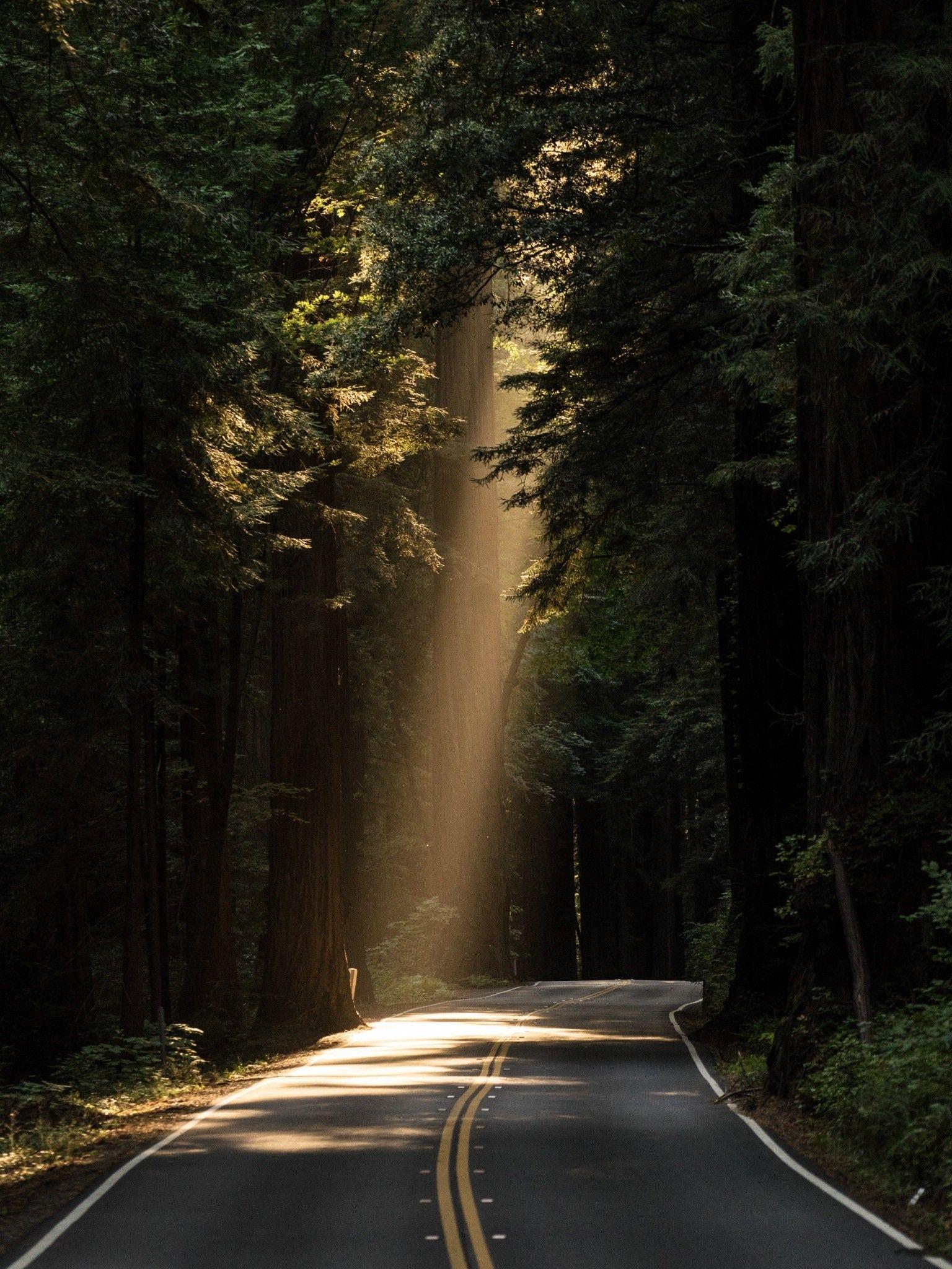 1536x2048 Conifer Daylight Evergreen Forest Highway Wallpaper - [1536x2048]
