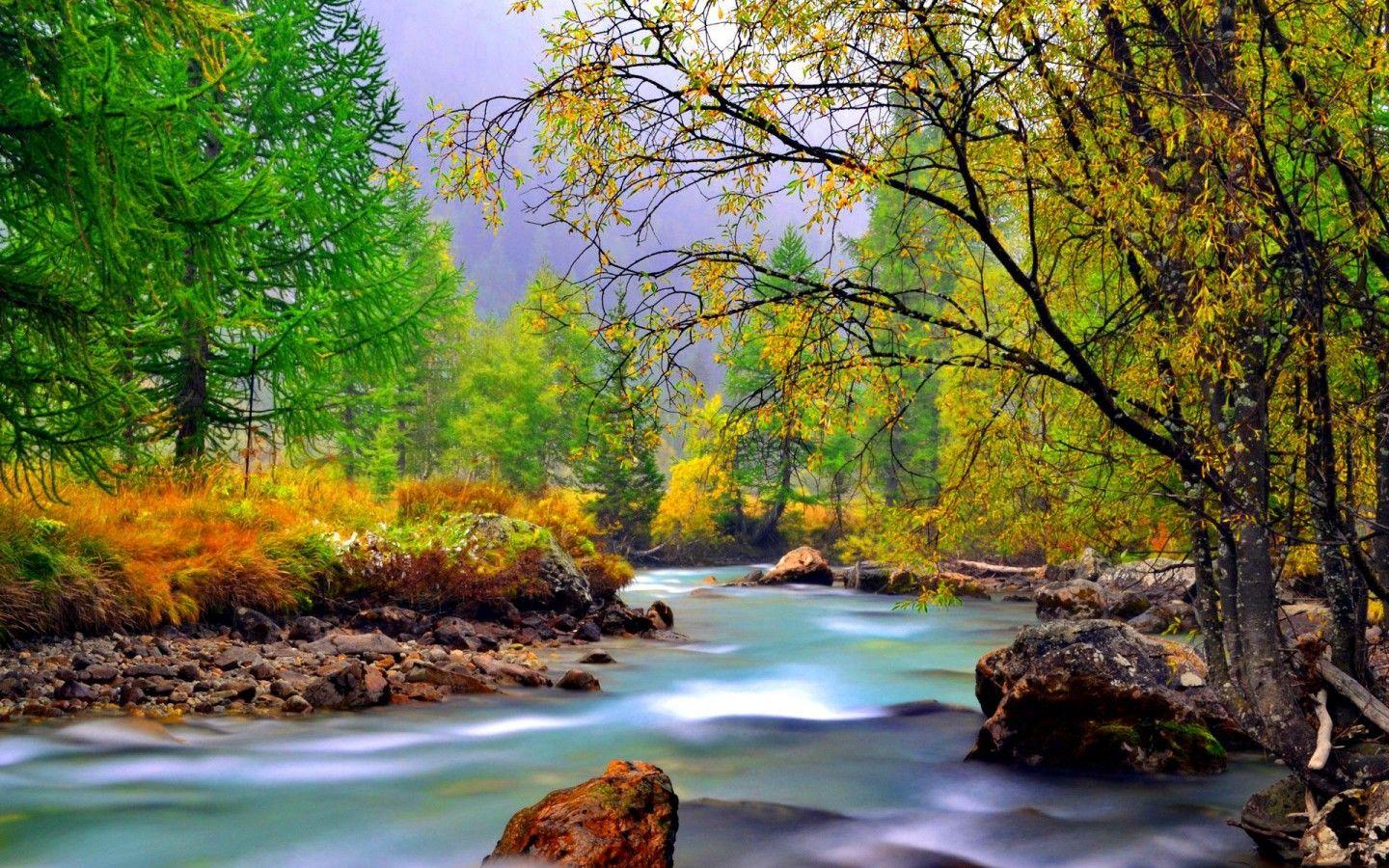 1440x900 Mountain River With Rocks Rocks Yellowed Grass Evergreen