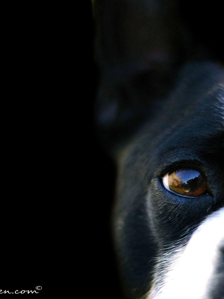768x1024 Free download black and white dog wallpaper 163 Black And White