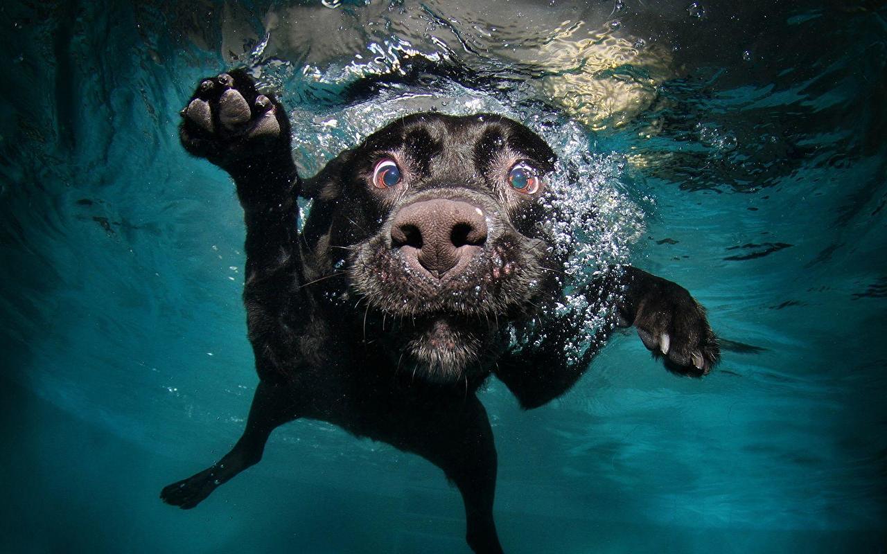 1280x800 Beautiful Dog Swimming Wallpaper [1920 × 1080]