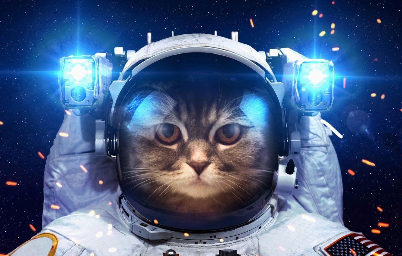 Dog Astronaut Wallpapers - Top Free Dog Astronaut Backgrounds ...