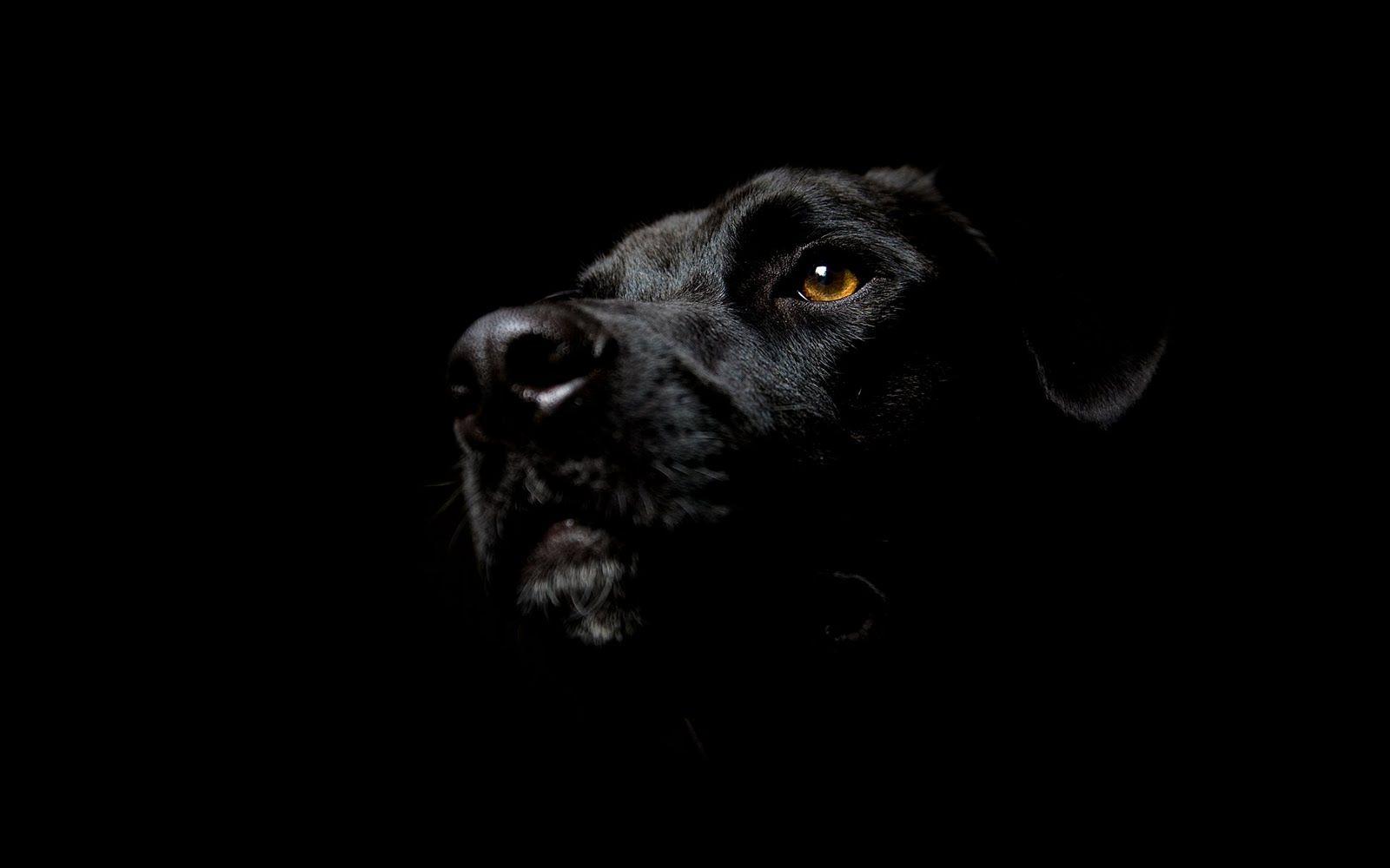 1600x1000 Free download Cool Dog Wallpaper Pack Download FLGX DB 1600x1000