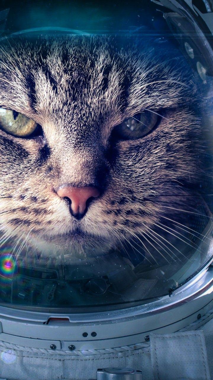 720x1280 Stock Image Astronaut, Funny animals, Cat, 5K, Stock Image