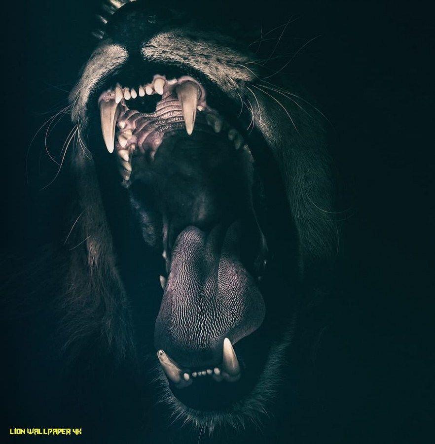 Black Lion 4K Wallpapers - Top Free Black Lion 4K Backgrounds