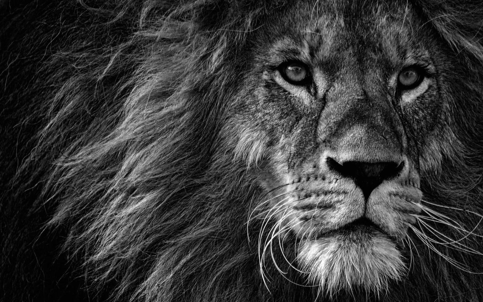 1920x1200 Wallpaper Black Lion