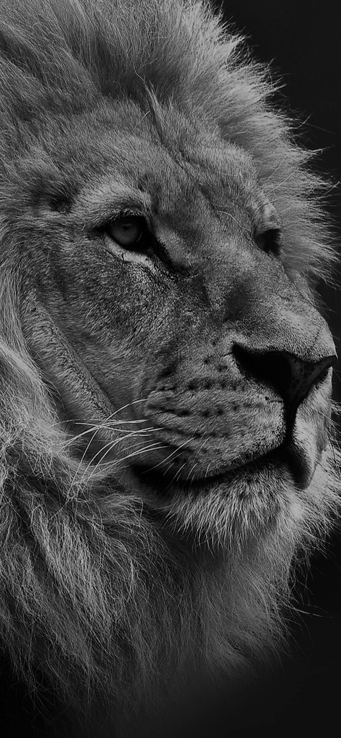 1125x2436 National Geographic Nature Animal Lion Dark Bw
