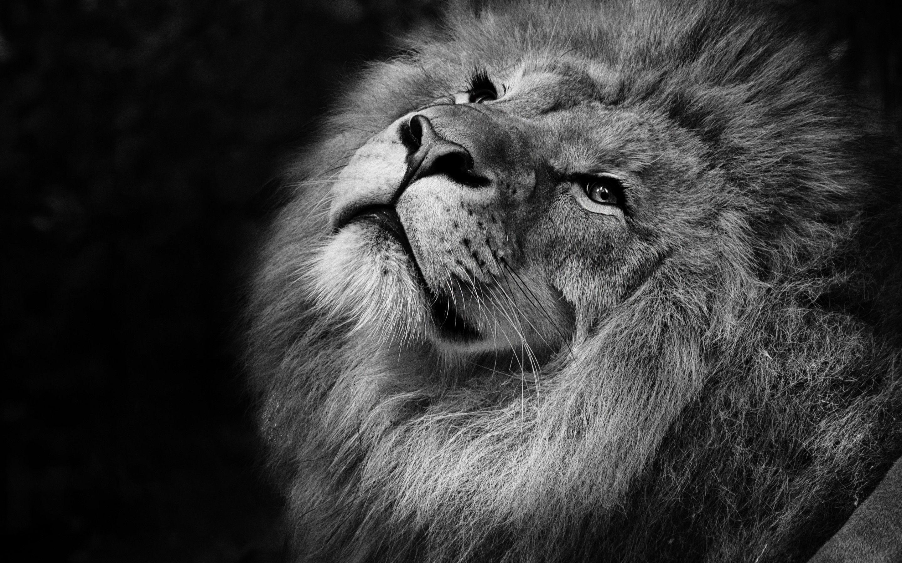 Black Lion 4K Wallpapers - Top Free Black Lion 4K Backgrounds