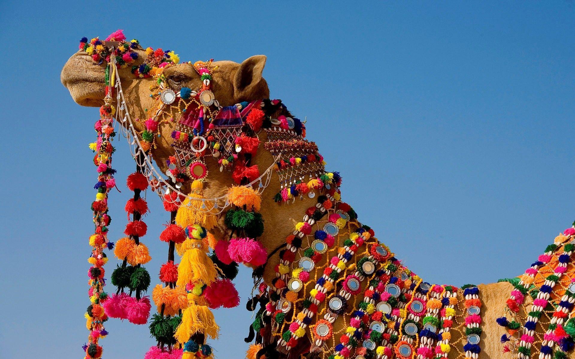 1920x1200 camel