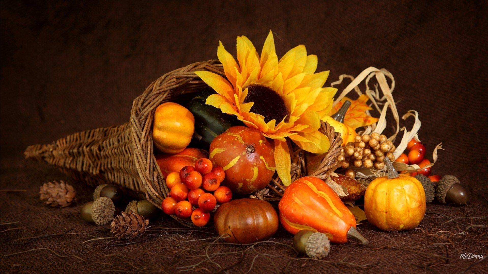 Cornucopia Wallpapers - Top Free Cornucopia Backgrounds - WallpaperAccess