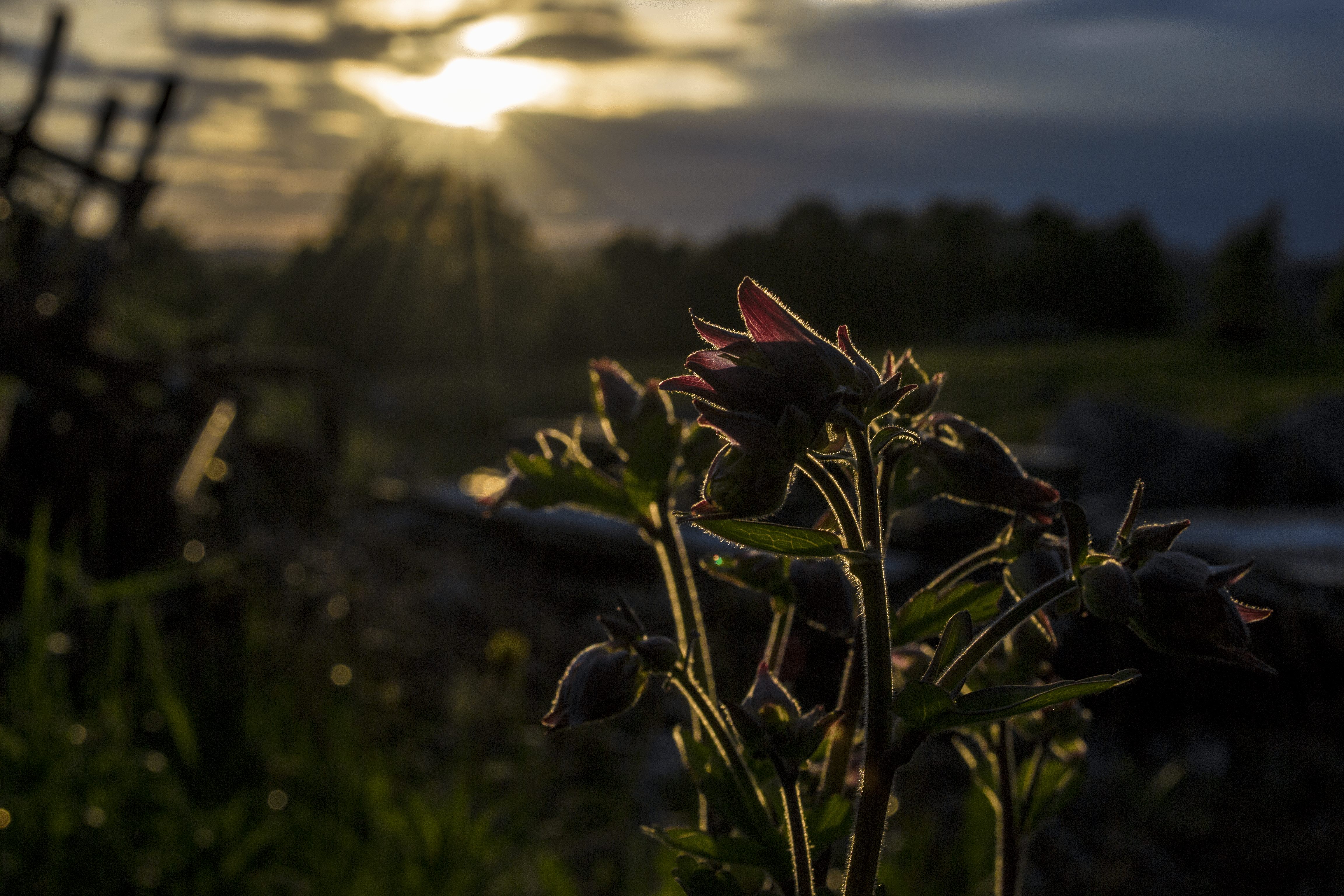 4608x3072 Free photo: Sad Flower, Flower, Lonely Download