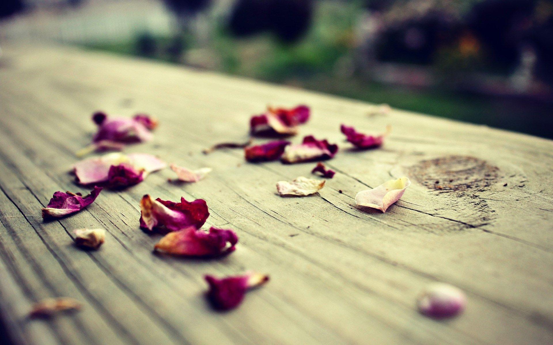 Sad Flower Wallpapers Top Free Sad Flower Backgrounds WallpaperAccess