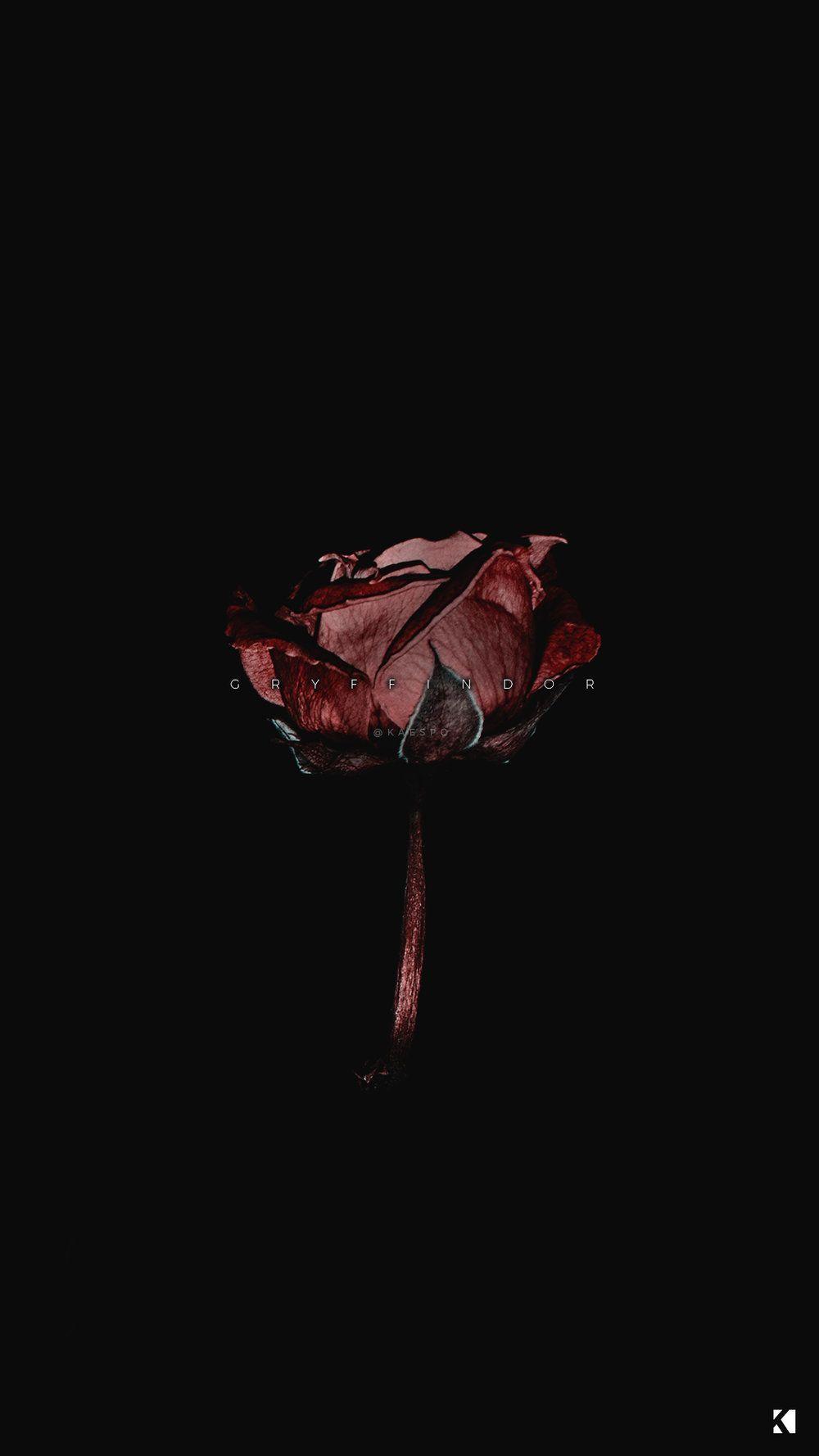 1000x1778 Rose Dark Aesthetic Wallpaper