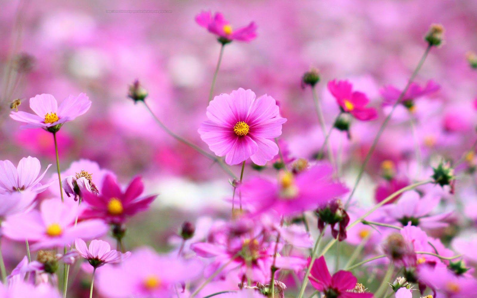 1600x1000 Free download Beautiful Wallpaper For Desktop Purple Flowers HD