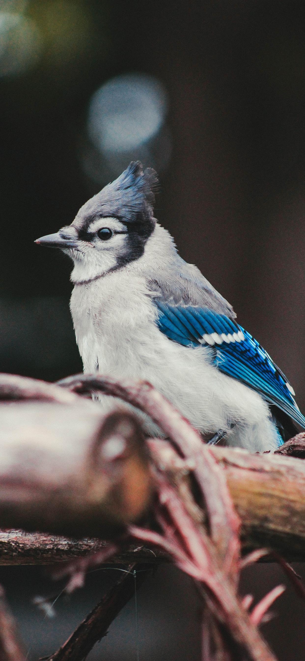 1242x2688 Blue Jay iPhone X Wallpaper Free Download