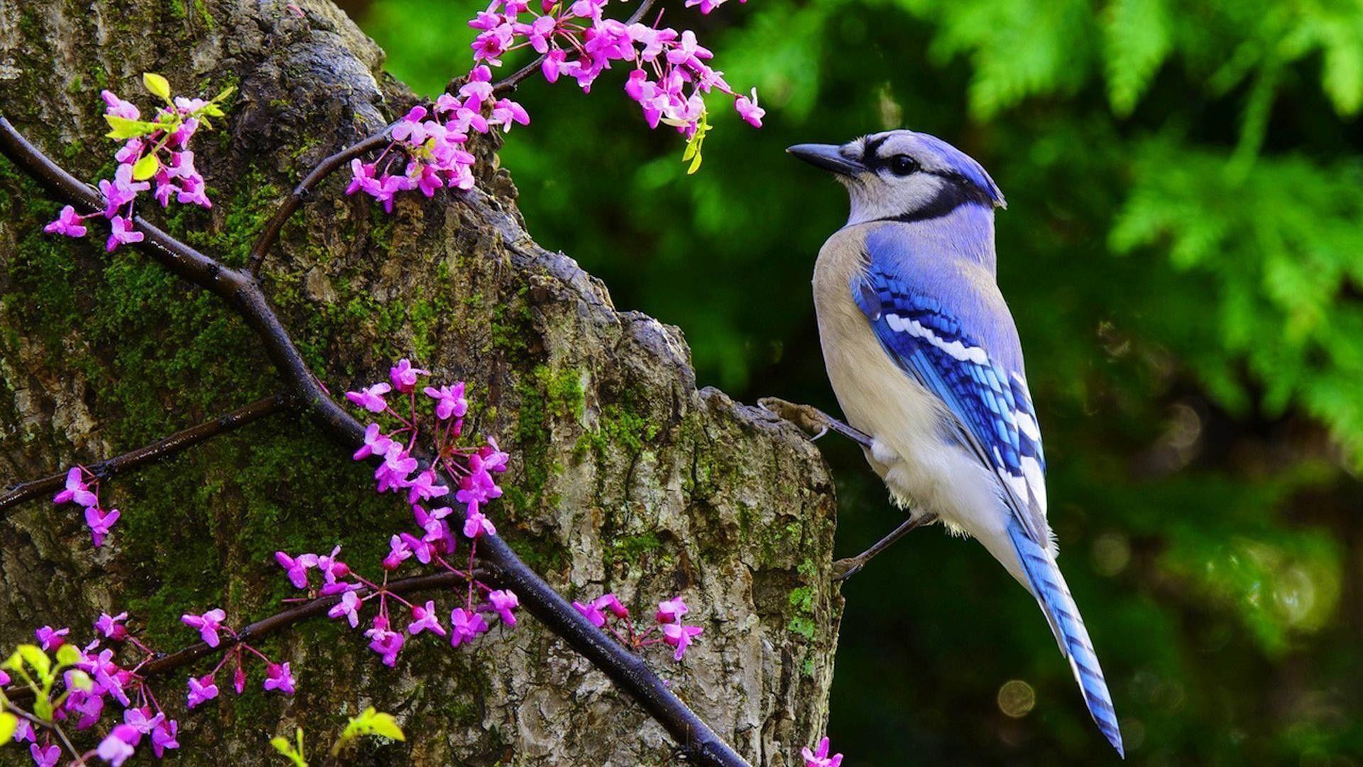 1920x1080 Blue Jay Wallpaper