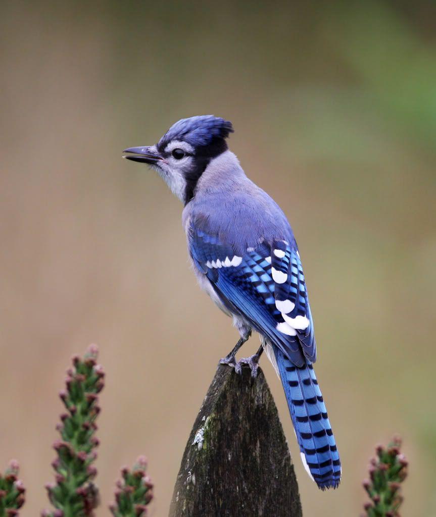 863x1024 Wild life: Blue jay wallpaper
