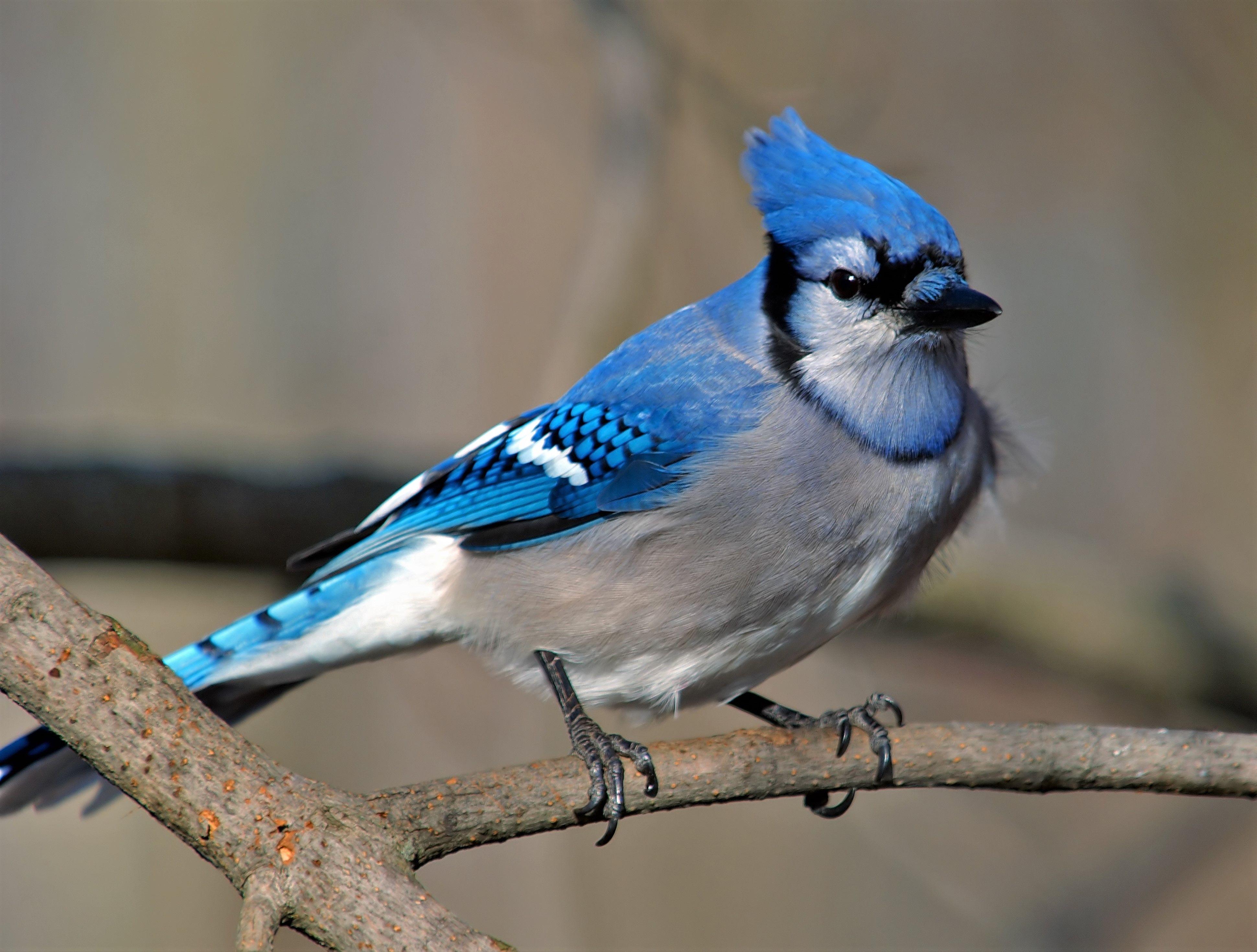 3880x2939 4k Blue Jay, HD Birds, 4k Wallpaper, Image, Background, Photo and Picture