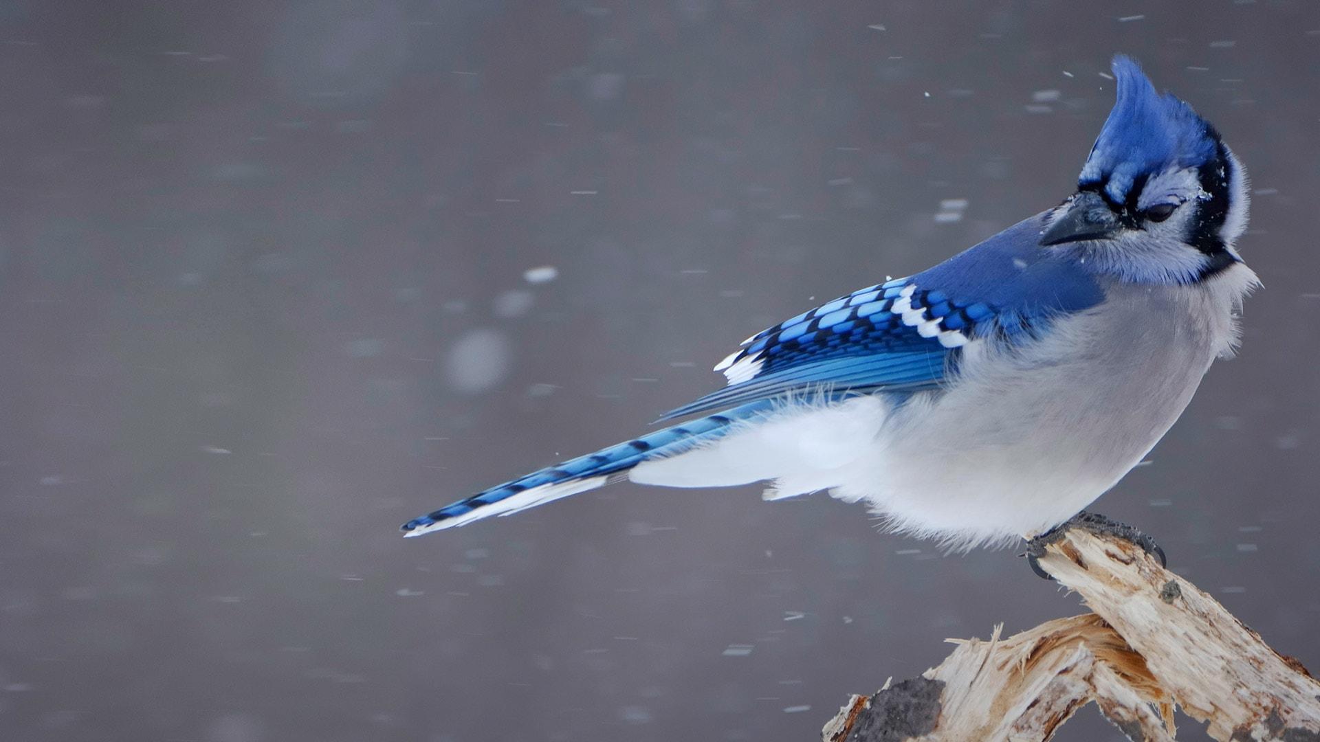 1920x1080 Blue Jay Snow Wallpaper and Free