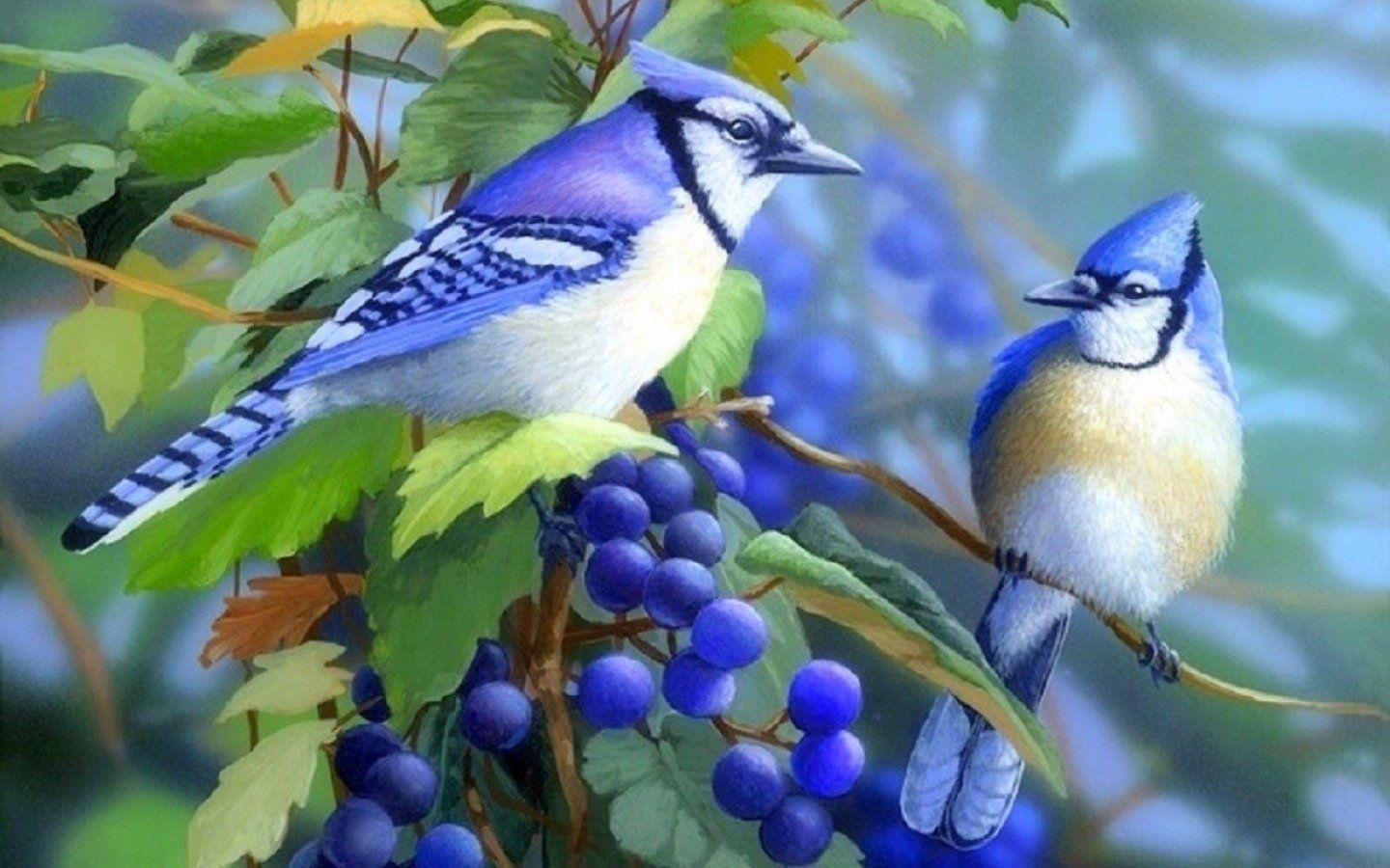 Blue Jay Bird Wallpapers Top Free Blue Jay Bird Backgrounds