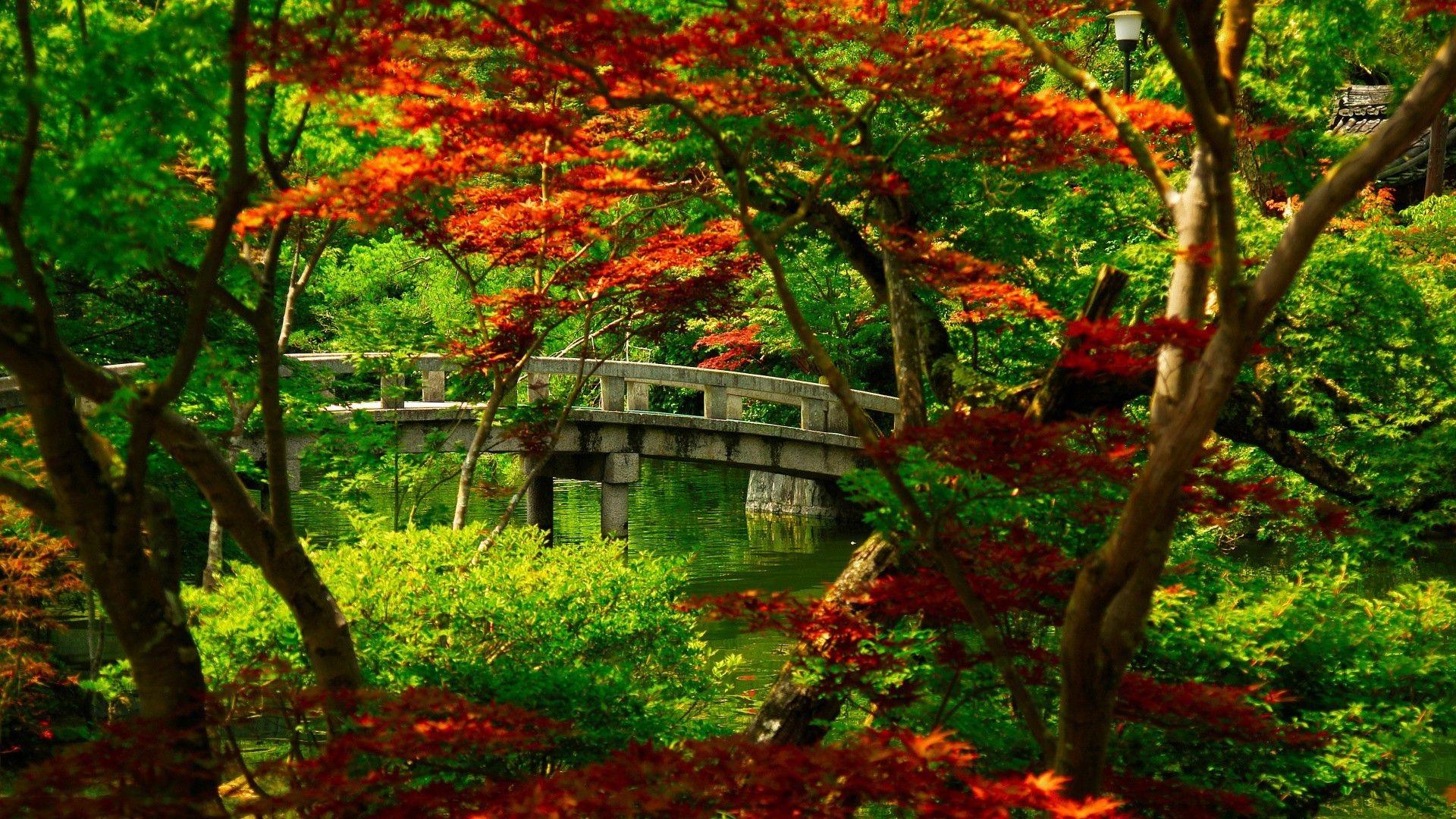 Japanese Maple Wallpapers - Top Free Japanese Maple Backgrounds